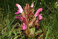 Pedicularis sylvatica